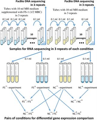 The Effect of Iodine-Containing Nano-Micelles, FS-1, on Antibiotic Resistance, Gene Expression and Epigenetic Modifications in the Genome of Multidrug Resistant MRSA Strain Staphylococcus aureus ATCC BAA-39